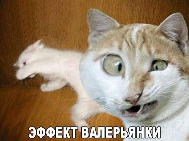 Смешные и забавные картинки зверей, фото 11 Смешные и забавные картинки зверей, фото 11