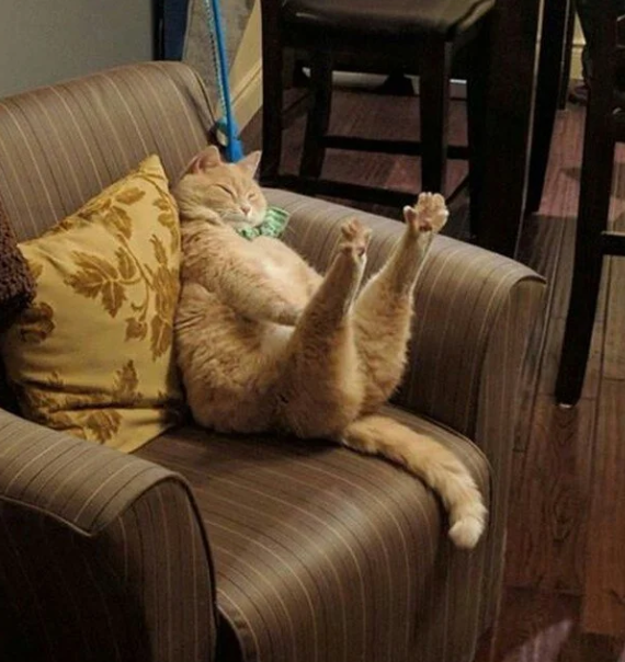 Смешные картинки с котиками. Часть 2, фото 13 Смешные картинки с котиками. Часть 2, фото 13