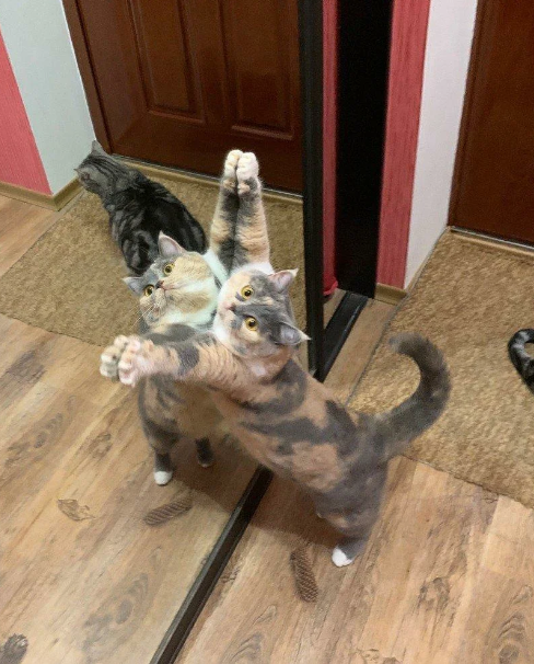 Смешные картинки с котиками. Часть 2, фото 6 Смешные картинки с котиками. Часть 2, фото 6