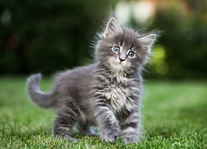 Обои милые котята , фото 5 Обои милые котята , фото 5