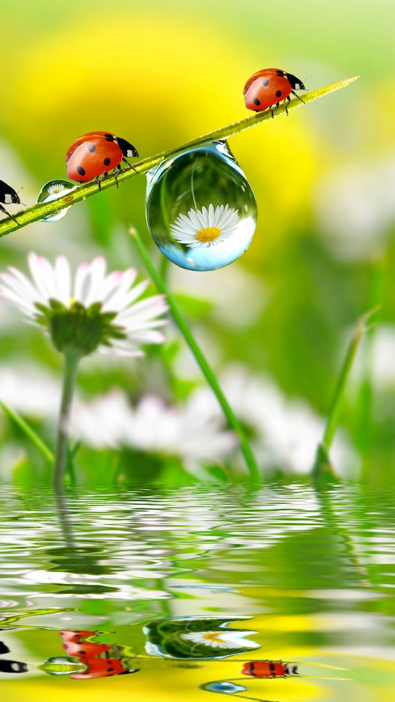 Открытки Лето-прекрасная пора, фото 21 Открытки Лето-прекрасная пора, фото 21