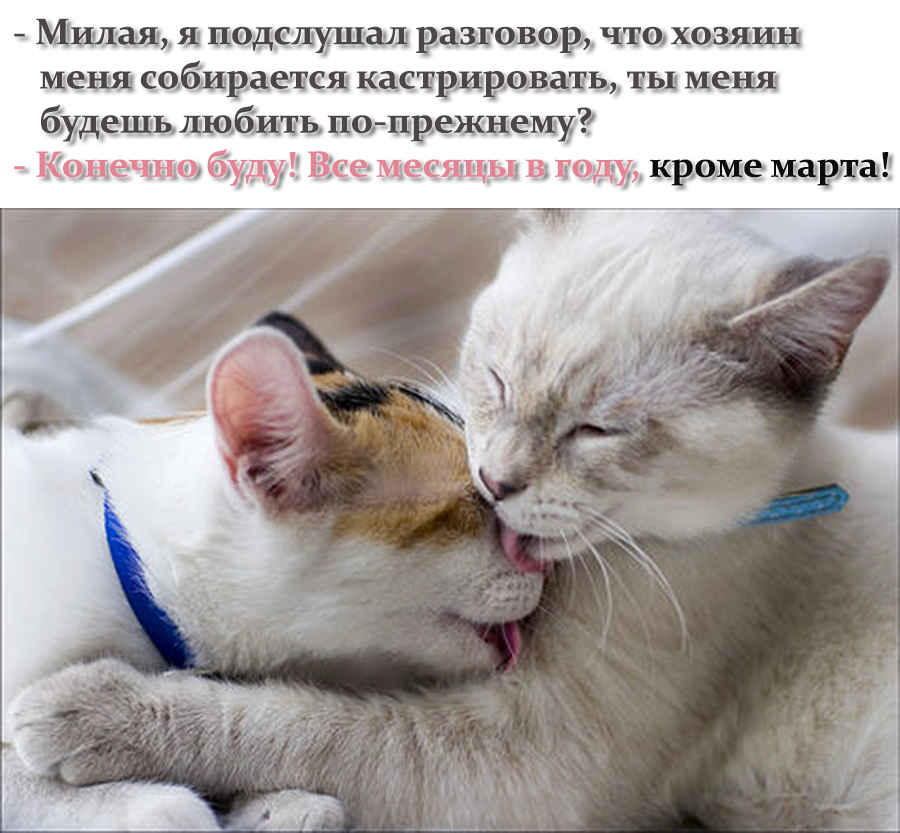 Смешные картинки с котиками. Часть 2, фото 10 Смешные картинки с котиками. Часть 2, фото 10