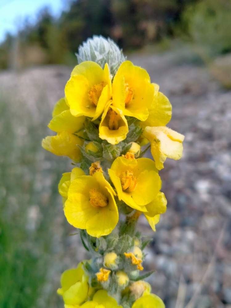 Золотая осень, фото 3