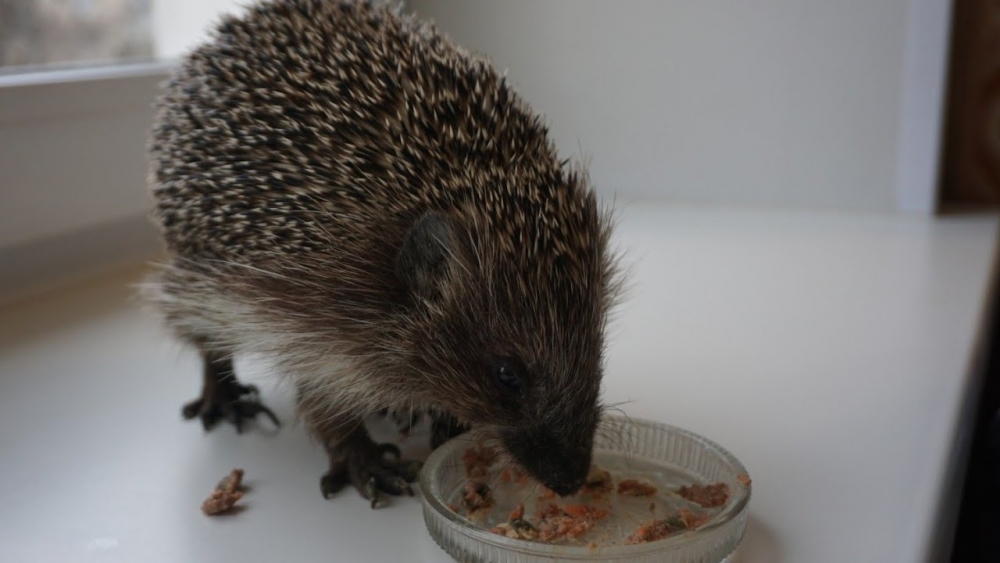 Смешные ежики , фото 27 Смешные ежики , фото 27