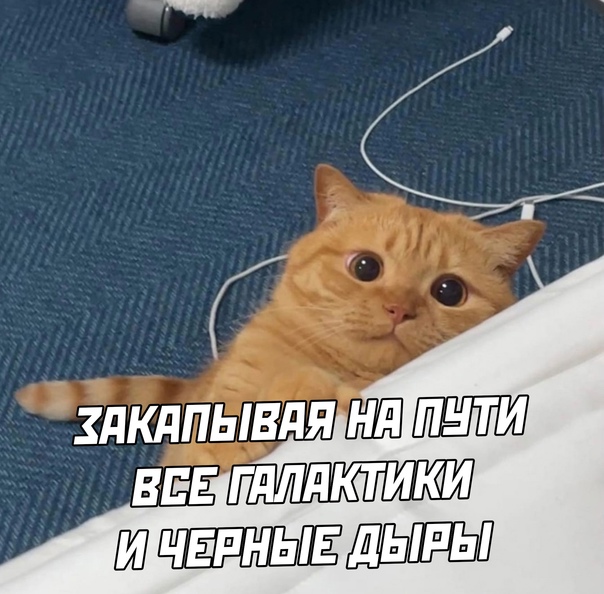 Смешные картинки с котиками. Часть 2, фото 15 Смешные картинки с котиками. Часть 2, фото 15