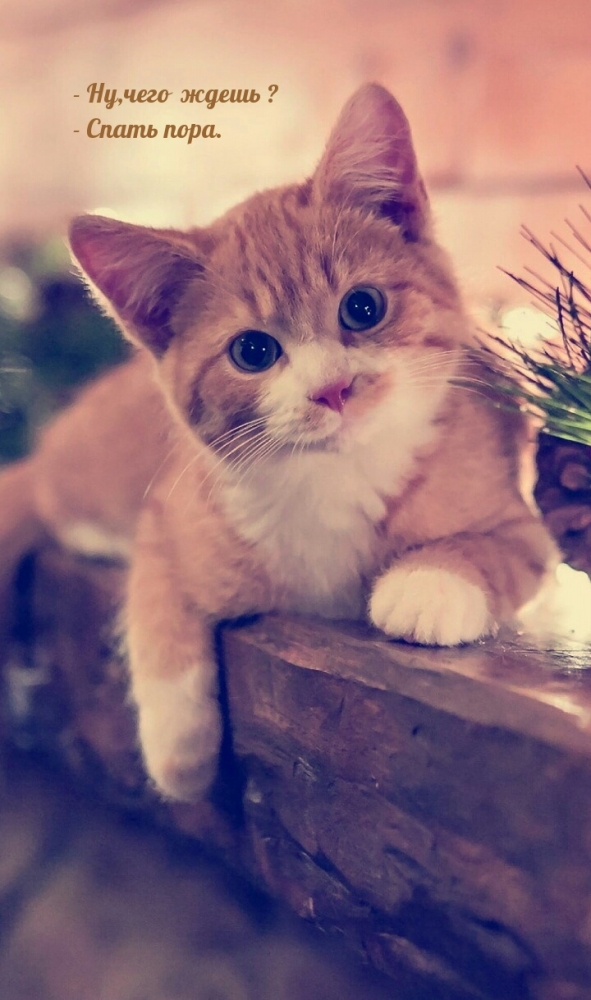 Пожелать друг другу спокойной ночи, фото 8