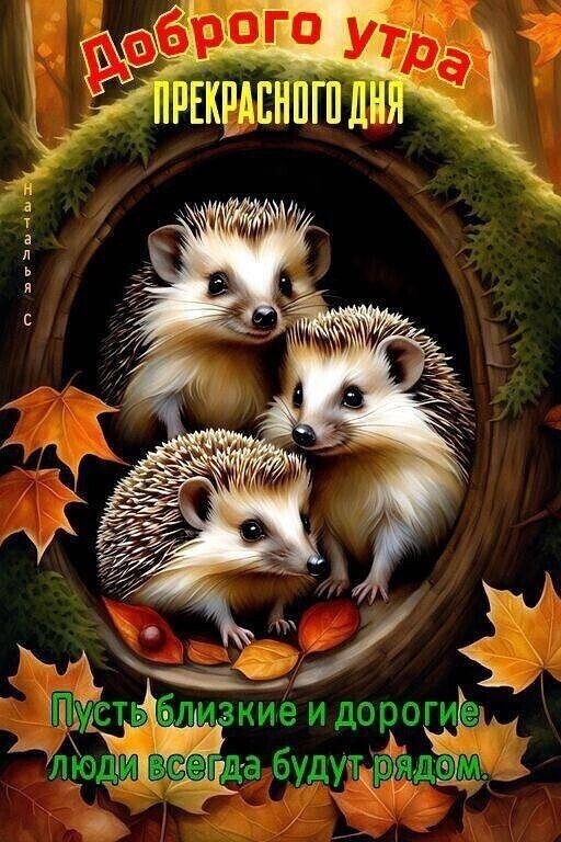 Ёжики - любимый зверёк, фото 1 Ёжики - любимый зверёк, фото 1