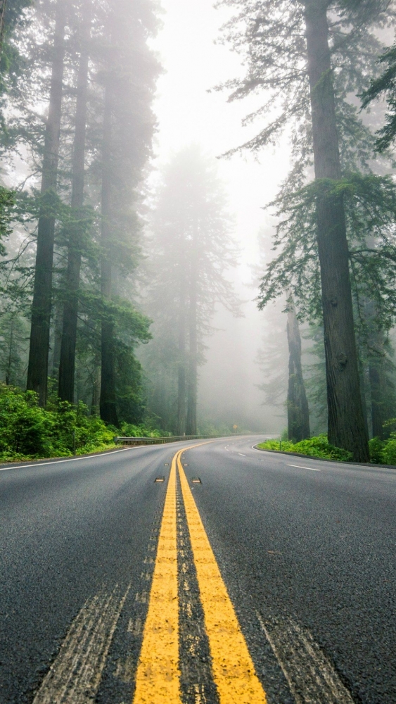 Обои и заставки на тему Лес, фото 2 Обои и заставки на тему Лес, фото 2