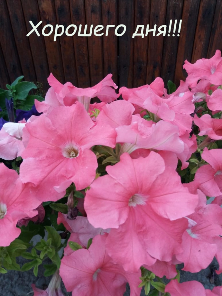 Открытки с пожеланием Хорошего дня! Часть 1, фото 7 Открытки с пожеланием Хорошего дня! Часть 1, фото 7