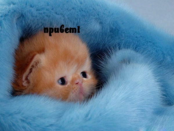 Подборка свежие прикольные картинки, мемы, смешные фотографии, фотожабы!, фото 13 Подборка свежие прикольные картинки, мемы, смешные фотографии, фотожабы!, фото 13