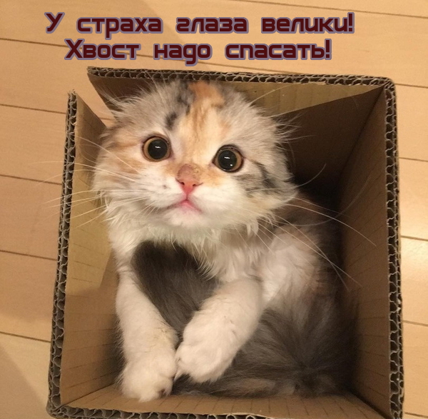 Подборка свежие прикольные картинки, мемы, смешные фотографии, фотожабы!, фото 14 Подборка свежие прикольные картинки, мемы, смешные фотографии, фотожабы!, фото 14