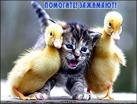 Подборка свежие прикольные картинки, мемы, смешные фотографии, фотожабы!, фото 17 Подборка свежие прикольные картинки, мемы, смешные фотографии, фотожабы!, фото 17