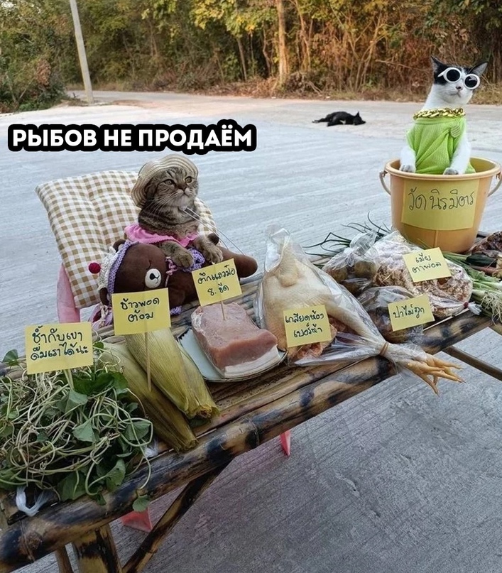 Подборка свежие прикольные картинки, мемы, смешные фотографии, фотожабы!, фото 21 Подборка свежие прикольные картинки, мемы, смешные фотографии, фотожабы!, фото 21