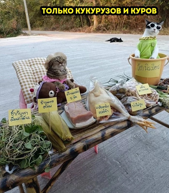 Подборка свежие прикольные картинки, мемы, смешные фотографии, фотожабы!, фото 30 Подборка свежие прикольные картинки, мемы, смешные фотографии, фотожабы!, фото 30