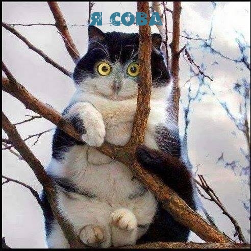 Подборка свежие прикольные картинки, мемы, смешные фотографии, фотожабы!, фото 7 Подборка свежие прикольные картинки, мемы, смешные фотографии, фотожабы!, фото 7