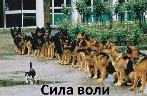 Подборка свежие прикольные картинки, мемы, смешные фотографии, фотожабы!, фото 8 Подборка свежие прикольные картинки, мемы, смешные фотографии, фотожабы!, фото 8