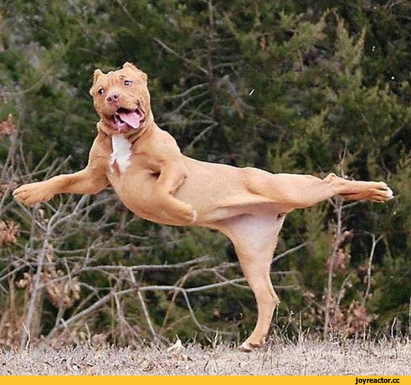 Гиф и аниме, братья наши меньшие, фото 3 Гиф и аниме, братья наши меньшие, фото 3