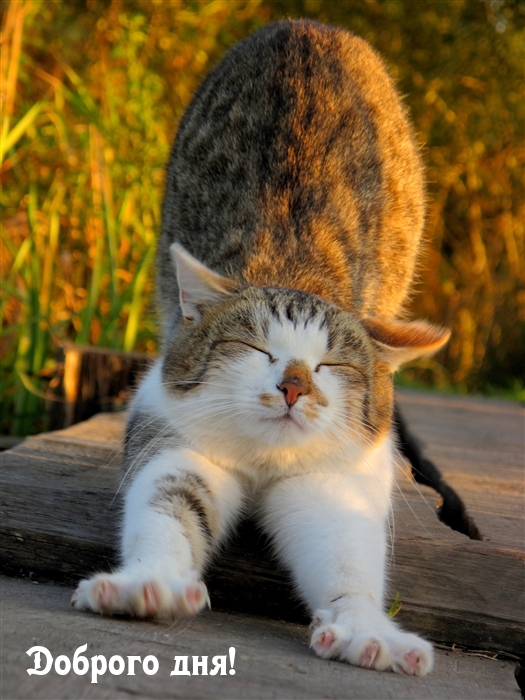 Добрые Пожелание., фото 18 Добрые Пожелание., фото 18