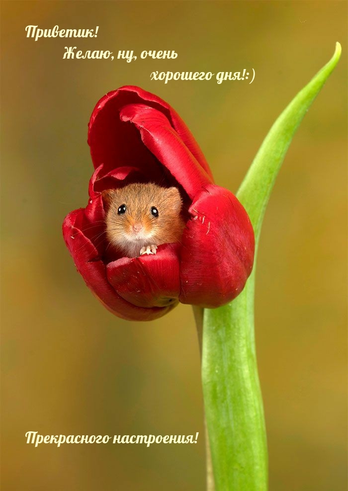 Добрые Пожелание., фото 11 Добрые Пожелание., фото 11