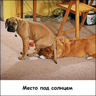 Смешные картинки с собаками!, фото 8 Смешные картинки с собаками!, фото 8