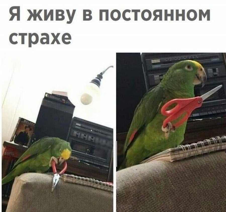 Смешные картинки с попугаями , фото 28 Смешные картинки с попугаями , фото 28