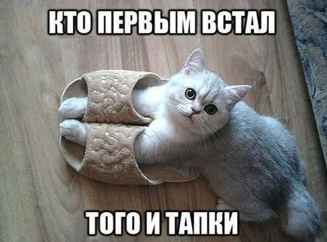 Смешные и забавные картинки зверей, фото 23 Смешные и забавные картинки зверей, фото 23
