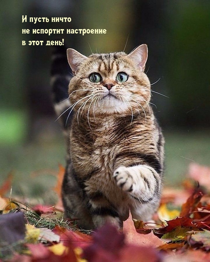 Настроение для друзей и близких!, фото 14 Настроение для друзей и близких!, фото 14