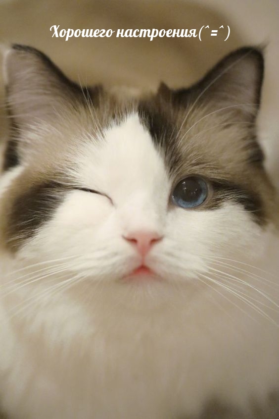 Настроение для друзей и близких!, фото 24 Настроение для друзей и близких!, фото 24