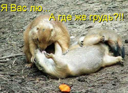 Смешные картинки с животными, фото 13 Смешные картинки с животными, фото 13