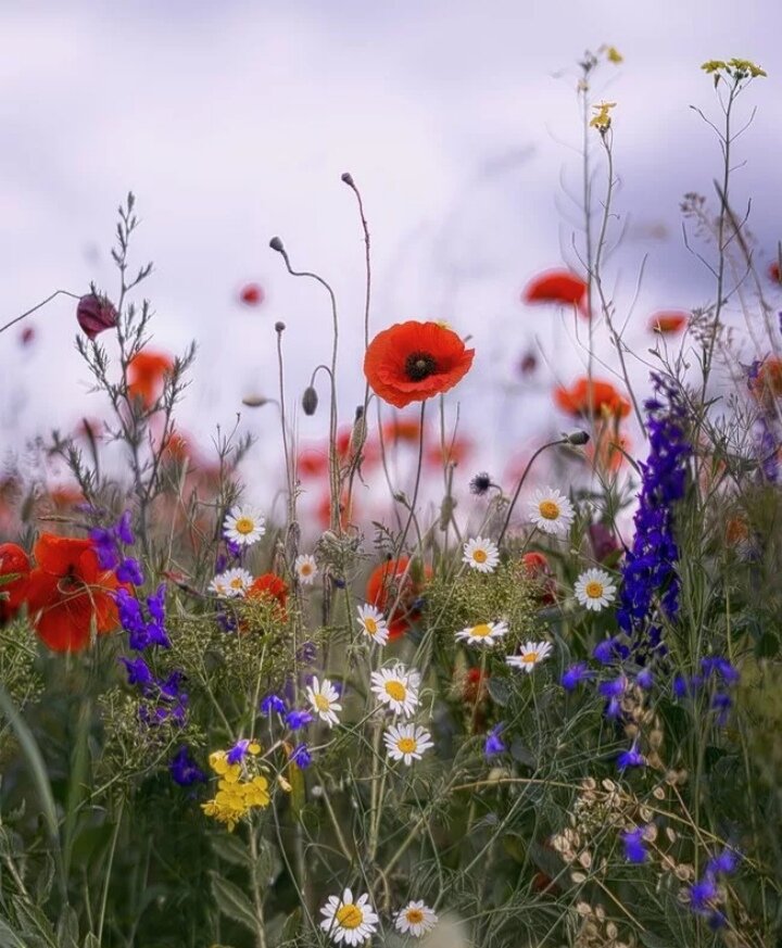 Открытки Лето-прекрасная пора, фото 12 Открытки Лето-прекрасная пора, фото 12