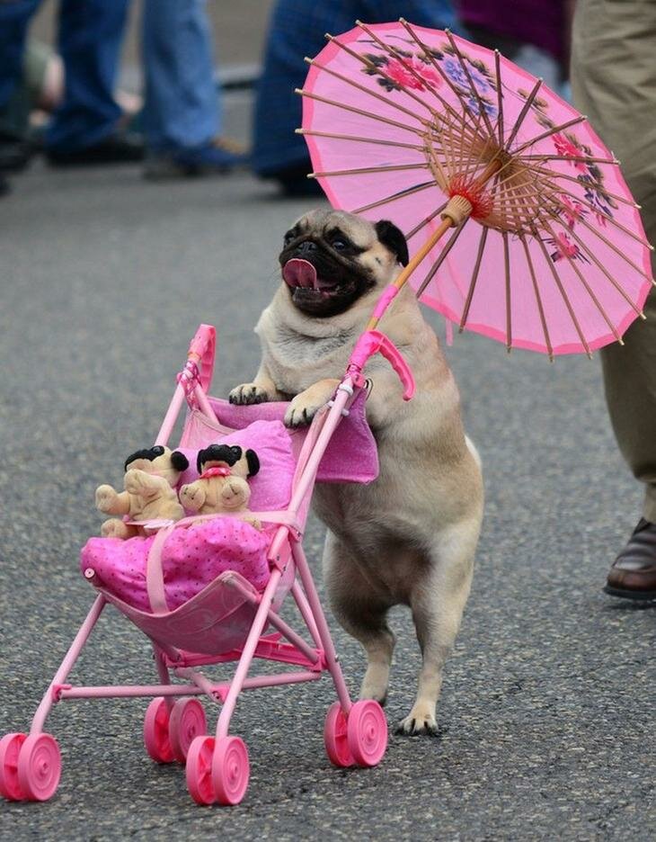 Подборка ржачных картинок для настроения, фото 9 Подборка ржачных картинок для настроения, фото 9