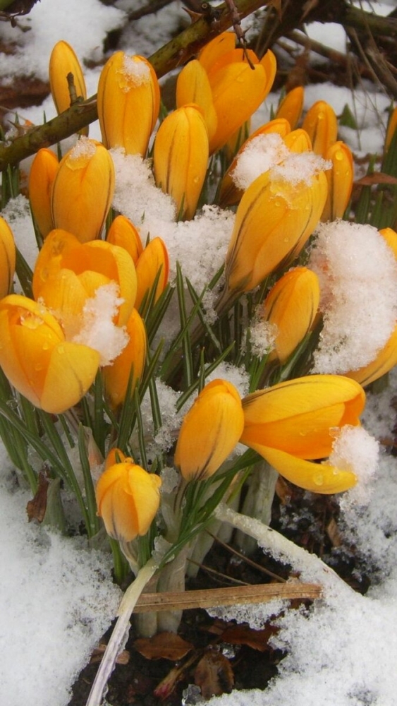 Время года Весна, фото 20