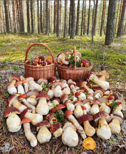 Грибные места