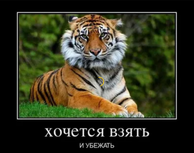 Демотиваторы про тигрулю