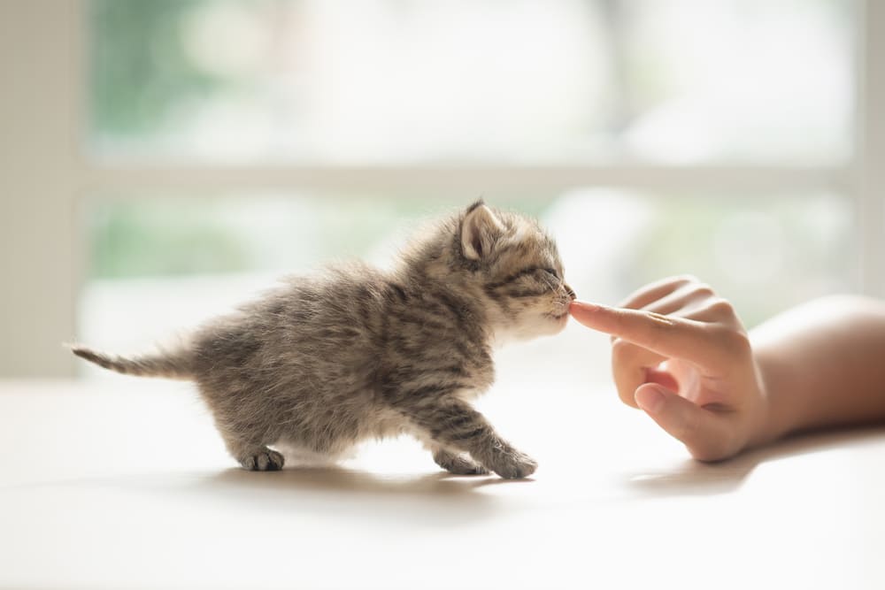 Обои милые котята , фото 15 Обои милые котята , фото 15