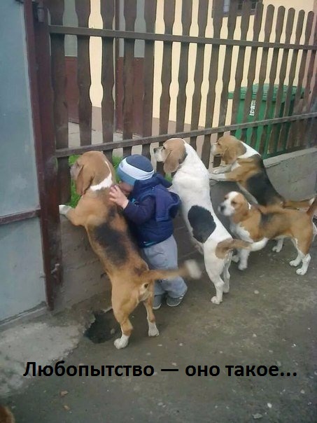 Смех продлевает жизнь!, фото 17 Смех продлевает жизнь!, фото 17