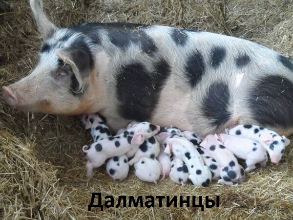 Смех продлевает жизнь!, фото 22 Смех продлевает жизнь!, фото 22