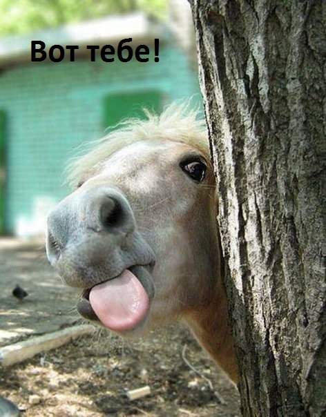 Смех продлевает жизнь!, фото 25 Смех продлевает жизнь!, фото 25