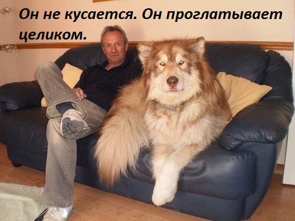 Смех продлевает жизнь!, фото 5 Смех продлевает жизнь!, фото 5