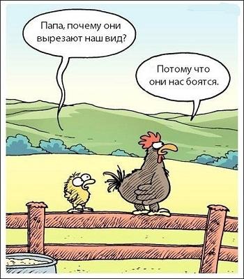 Анекдот про Курочку Рэмбо, фото 1