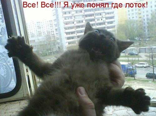 Смешные картинки с котиками. Часть 1, фото 23 Смешные картинки с котиками. Часть 1, фото 23