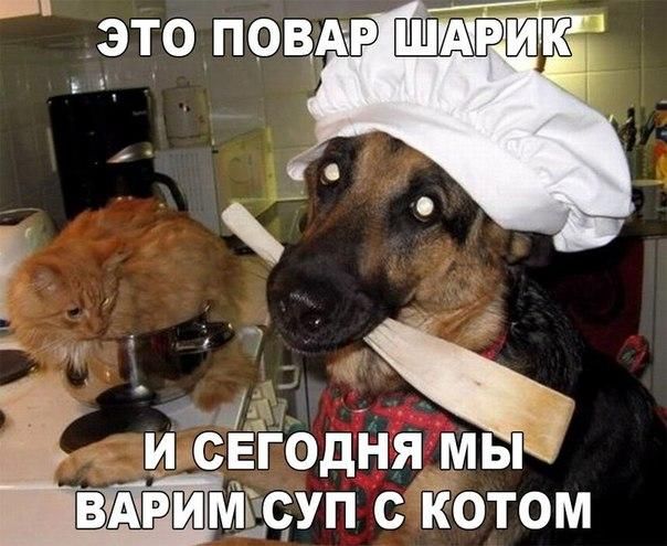 Смешные картинки с собаками!, фото 18 Смешные картинки с собаками!, фото 18
