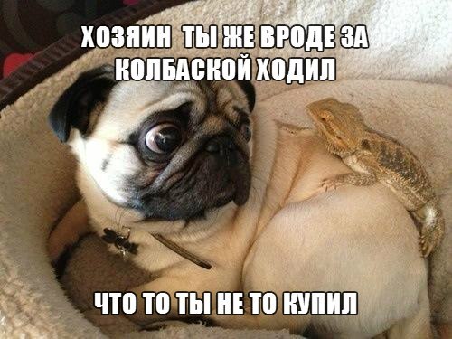 Смешные картинки с собаками!, фото 15 Смешные картинки с собаками!, фото 15