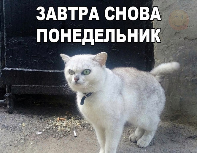Смешные картинки с котиками. Часть 1, фото 8 Смешные картинки с котиками. Часть 1, фото 8