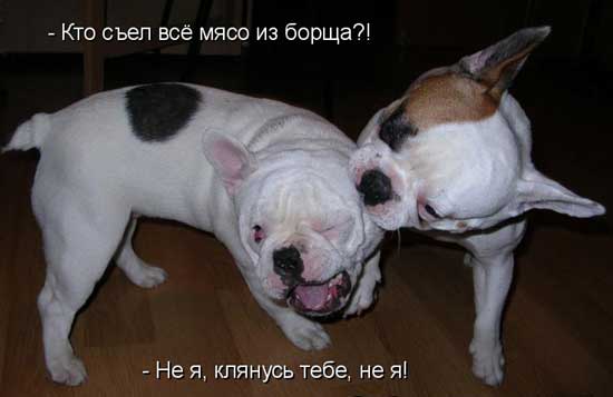Смешные картинки с собаками!, фото 4 Смешные картинки с собаками!, фото 4