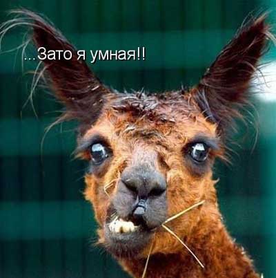Смешные и забавные картинки зверей, фото 2 Смешные и забавные картинки зверей, фото 2