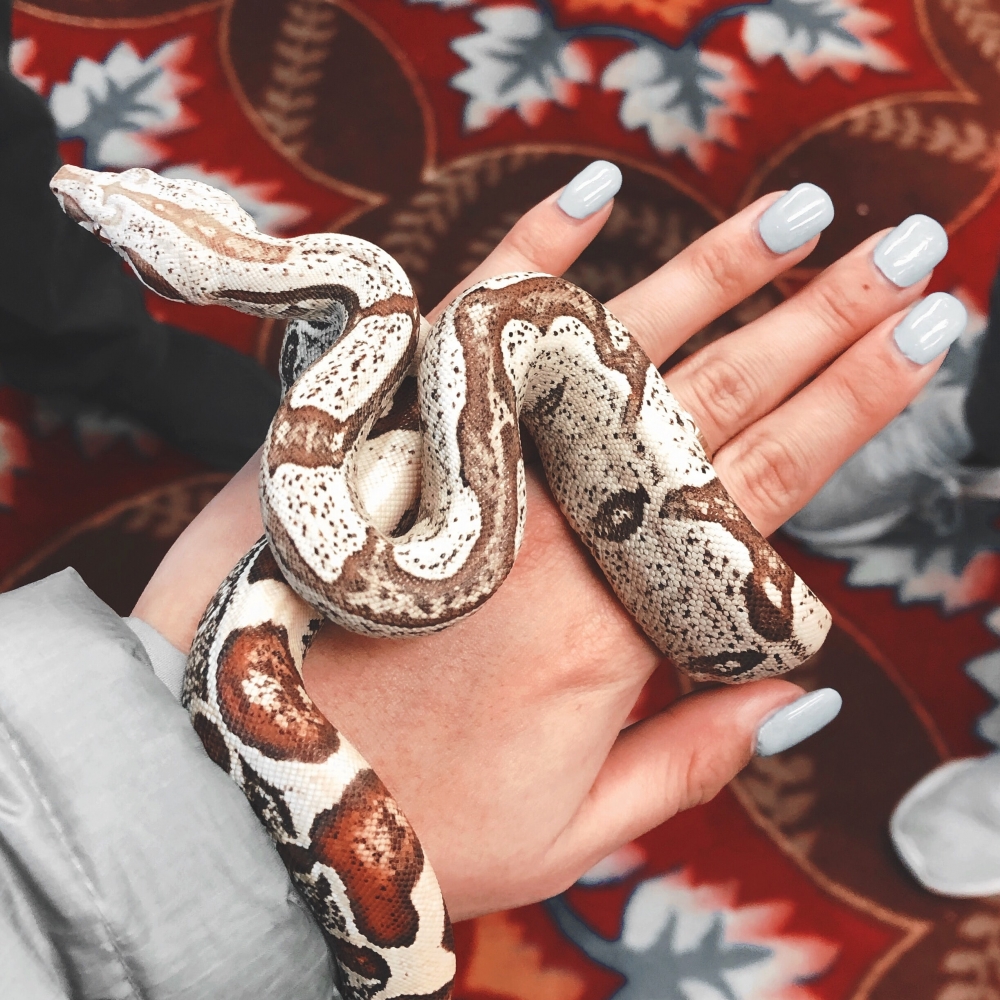 Прекрасные и опасные... змеи, фото 3 Прекрасные и опасные... змеи, фото 3