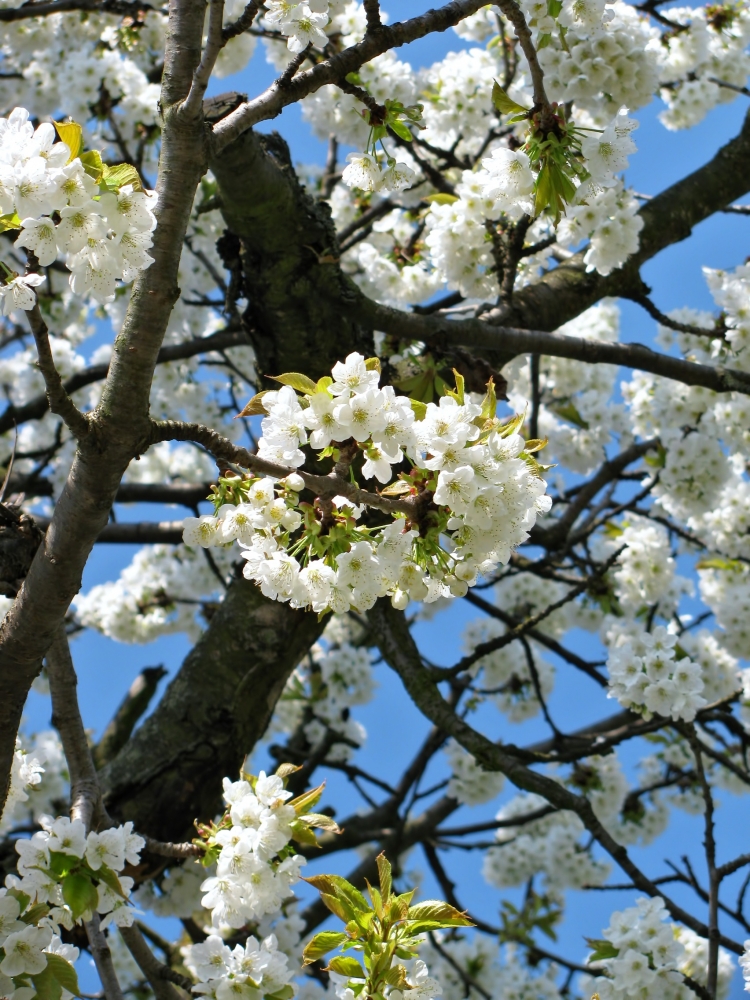 Время года Весна, фото 19