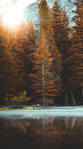 Обои и заставки на тему Лес, фото 4 Обои и заставки на тему Лес, фото 4