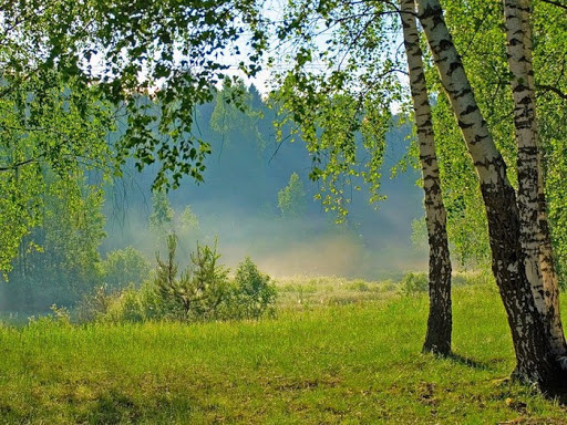 Красоты славянских лесов